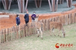 兰州野生动物园自12月18日起开通自驾游 试运营期间收费100元/辆 - 中国甘肃网