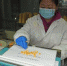 图为甘肃张掖国家级玉米种子生产基地种子质量监督检验中心工作人员对玉米种子进行检验。(资料图) 杨艳敏 摄 - 甘肃新闻