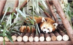 兰州野生动物园萌宠们这样过冬 - 中国甘肃网