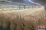 图为南方企业青睐甘肃甘州区资源，落地生产海鲜菇。　闫姣 摄 - 甘肃新闻