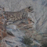 图为红外线相机镜头下奔跑的雪豹。(资料图) 阿克塞县融媒体中心供图 - 甘肃新闻