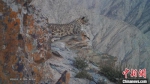 图为红外线相机镜头下奔跑的雪豹。(资料图) 阿克塞县融媒体中心供图 - 甘肃新闻