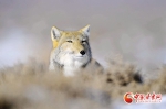 野生藏狐“作客”肃北保护区 展露招牌式“迷之微笑” - 中国甘肃网