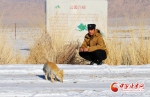 野生藏狐“作客”肃北保护区 展露招牌式“迷之微笑” - 中国甘肃网