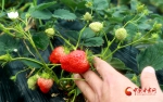 【小康圆梦·看甘肃】康县：游客采摘草莓 尽享“莓好时光” - 中国甘肃网