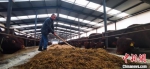 图为饲养员给平凉红牛喂草料。(资料图) 魏建军 摄 - 甘肃新闻