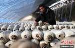 图为甘肃省庆阳市西峰区肖金镇设施蔬菜基地种植户采摘平菇。　盘小美 摄 - 甘肃新闻