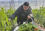 【新春走基层】甘肃静宁：设施蔬菜“种”出好日子 - 中国甘肃网