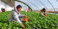 【新春走基层】宕昌何家堡乡: 奶油草莓甜 致富路子宽 - 中国甘肃网