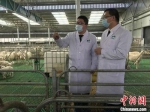 甘肃黄土高原羊产业“硅谷”：羊肉出口连续三年增长 - 中国甘肃网