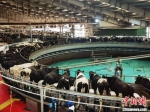 图为，张掖市一家涉农企业饲养的奶牛。　艾庆龙 摄 - 甘肃新闻