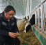 【小康路上看老乡】古浪“90后”田春雷：一位走进奶牛养殖场的女博士 - 中国甘肃网