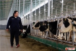 【小康路上看老乡】古浪“90后”田春雷：一位走进奶牛养殖场的女博士 - 中国甘肃网