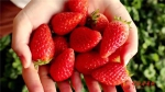 【甘快看】小康路上看老乡 兰州永登：春日草莓红 香甜引客来 - 中国兰州网