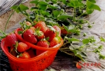 【甘快看】小康路上看老乡 兰州永登：春日草莓红 香甜引客来 - 中国兰州网