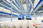 【陇拍客】张掖市甘州区：小蘑菇做成亿元大产业 - 中国甘肃网