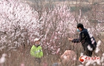 【百花绽放秀甘肃】平凉：崆峒山下桃花艳景醉游人 - 中国甘肃网