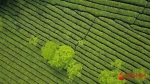 陇南武都：绿叶子变“金叶子” 小茶叶托起大产业 - 中国甘肃网
