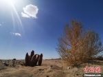 2020年5月，金塔县境内沙漠中人工种植的梭梭长势良好，旁边的肉苁蓉已开花结籽。(资料图) 殷春永 摄 - 甘肃新闻