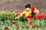 【陇拍客】兰州榆中：鲜花上市扮靓美好生活 - 中国甘肃网