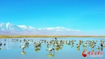 【陇拍客】酒泉肃北：大批候鸟“打卡”盐池湾湿地 - 中国甘肃网