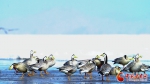 【陇拍客】酒泉肃北：大批候鸟“打卡”盐池湾湿地 - 中国甘肃网