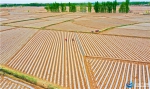 甘肃临泽：26万亩制种玉米忙播种 - 中国兰州网