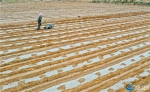 甘肃临泽：26万亩制种玉米忙播种 - 中国兰州网
