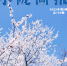 【小陇画报·139期】在那杏花盛开的地方 归园兰沟 - 中国甘肃网