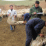 甘肃“羊专家”在天祝县开展肉羊防疫和生长观测工作。(资料图) 甘肃农业大学供图 - 甘肃新闻