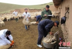 甘肃“羊专家”在天祝县开展肉羊防疫和生长观测工作。(资料图) 甘肃农业大学供图 - 甘肃新闻