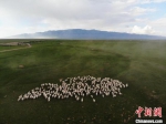 图为航拍镜头下甘肃山丹马场草原上的羊群。(资料图) 杨艳敏 摄 - 甘肃新闻