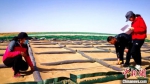 图为工程师在沙障内低覆盖度点栽梭梭等抗风沙、耐干旱的树种。　马爱彬 摄 - 甘肃新闻