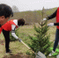 图为青年志愿者参与植树活动。　共青团甘肃省委供图 - 甘肃新闻