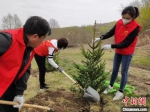 图为青年志愿者参与植树活动。　共青团甘肃省委供图 - 甘肃新闻