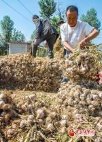 【小康路上看老乡】陇南成县：大蒜丰收蒜农乐 - 中国甘肃网