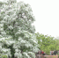 护古树名木 绘城市绿意（美丽中国） - 人民网