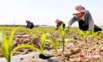 【陇拍客】甘肃临泽：26万亩制种玉米精心管护忙 - 中国甘肃网