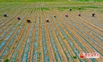 【陇拍客】甘肃临泽：26万亩制种玉米精心管护忙 - 中国甘肃网
