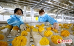 【陇拍客】甘肃临泽：小蘑菇趟出循环农业新途径 - 中国甘肃网