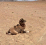 该雄性小骆驼大约出生1个多月，已经有十几处被狼咬伤。　阿克塞县融媒体中心供图 - 甘肃新闻