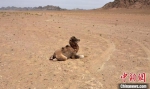 该雄性小骆驼大约出生1个多月，已经有十几处被狼咬伤。　阿克塞县融媒体中心供图 - 甘肃新闻