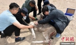 图为安南坝管护中心救助人员对受伤野骆驼驼羔进行救治。　阿克塞县融媒体中心供图 - 甘肃新闻