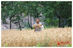 陇南文县：小麦丰收喜开“镰” - 中国甘肃网
