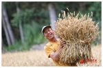 陇南文县：小麦丰收喜开“镰” - 中国甘肃网