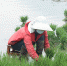 武都：夏种水稻插秧忙 - 中国甘肃网