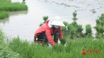 武都：夏种水稻插秧忙 - 中国甘肃网