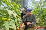 瓜州：温棚产业“多点开花” 助力农民增收 - 中国甘肃网