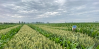 临泽：加快建设绿色农业强县 着力打造生态宜居乡村 - 中国甘肃网