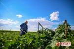 銆愰檱鎷嶅銆戠敇鑲冮厭娉夛細鐩涘鏃惰妭鐢扮蹇 - 中国甘肃网